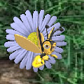 Bee Beep